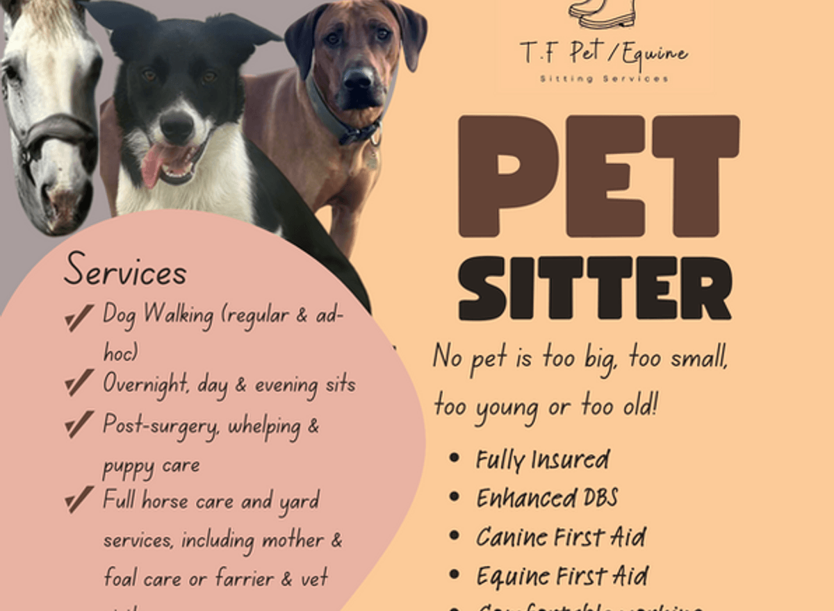 Pet sitting digital flyer