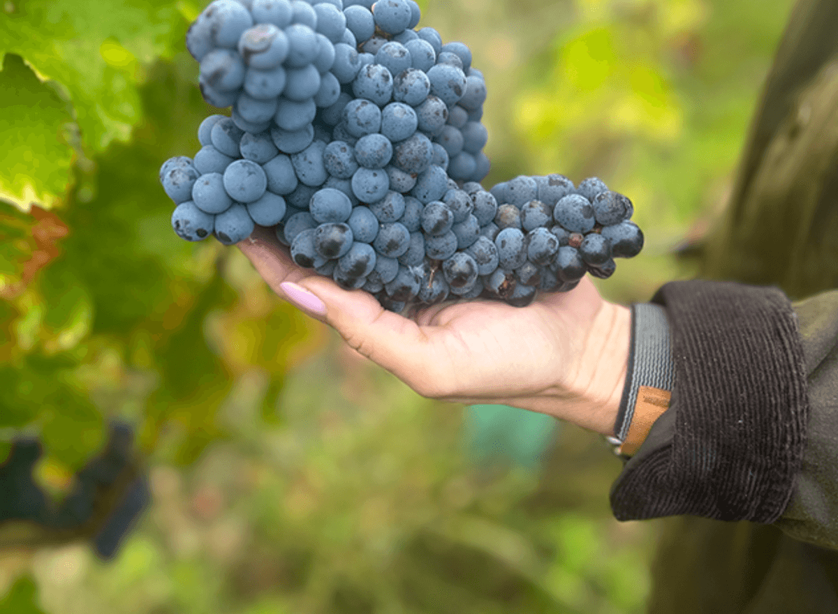 Vineyard rebrand example 1